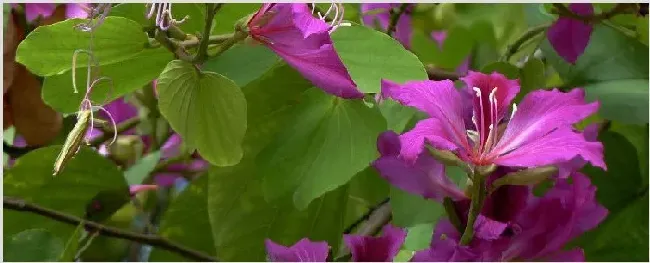 紫荆花可以种在花盆里吗 | 种植技术