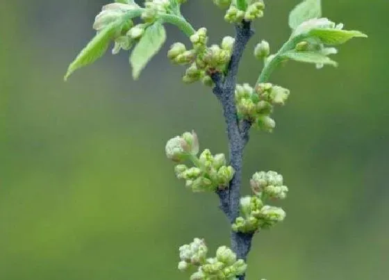 植物百科|榉树开花吗 开花什么样子