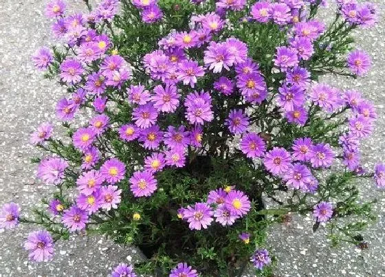 风水百科|家里植物很旺盛代表什么征兆（绿植花草长的旺盛风水好吗）