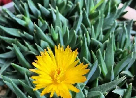 开花时间|黄花照波什么时候开花 开花季节在几月