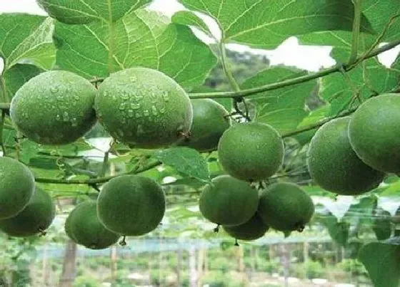 种植管理|罗汉果几年结果实