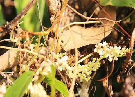 植物百科|菟丝子生长在什么地方