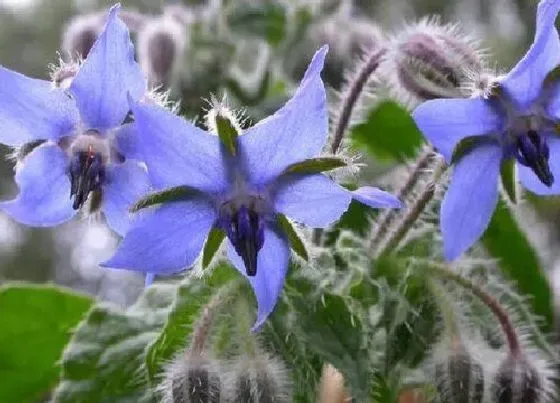 花卉百科|代表救赎的花（花语救赎与希望的花卉植物）