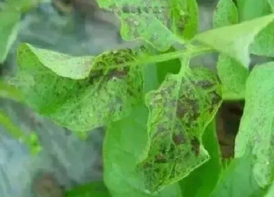 植物病害|马铃薯炭疽病的发病原因及治疗方法