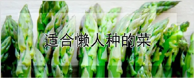 适合懒人种的菜 | 种植资料