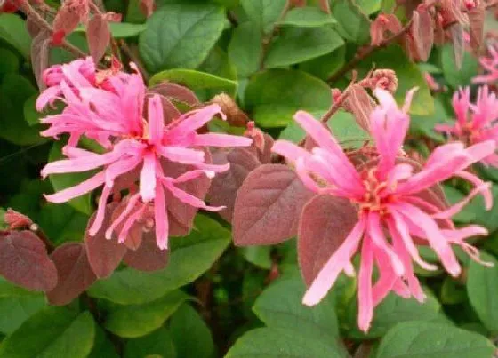 冬天植物|红花继木耐寒吗
