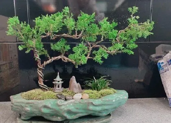 植物寓意|松柏代表什么象征意义