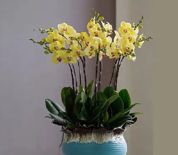 植物浇水|蝴蝶兰可以浇啤酒吗 浇啤酒水正确方法