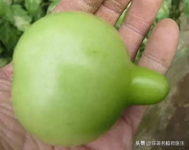 种植管理|造成西红柿出现畸形果的原因，番茄出现畸形果主要防治对策）