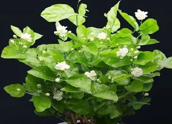 植物百科|茉莉花是多年生吗