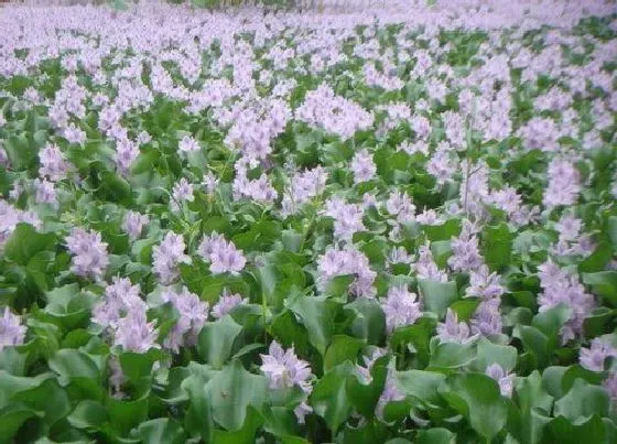 植物百科|水葫芦会开花吗 开花长什么样子