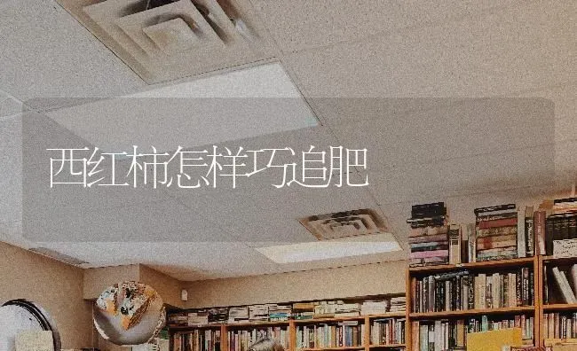 西红柿怎样巧追肥 | 蔬菜种植