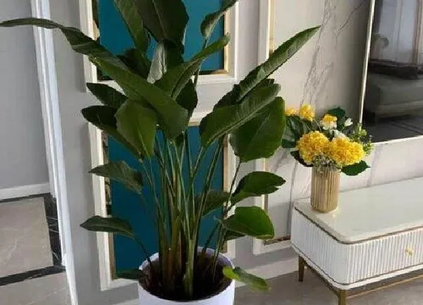 植物浇水|天堂鸟多长时间浇一次水