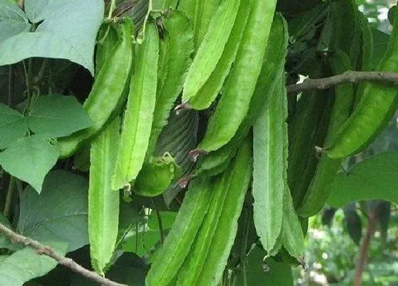 种植方法|龙豆种植时间和方法