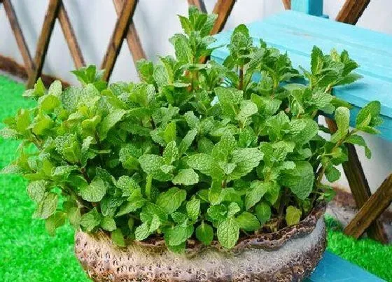 种植百科|薄荷栽种方法和注意事项
