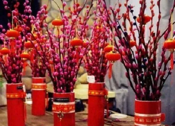 摆放常识|属猴卧室放什么植物好