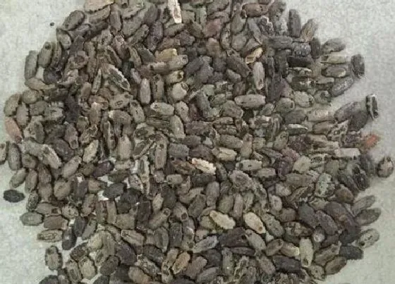 种植育种|蛇豆种子什么时候种植最好
