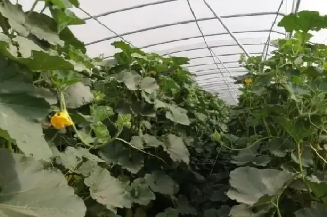 种植管理|怎么样让南瓜秧多结南瓜，南瓜秧怎么管理结结果多）