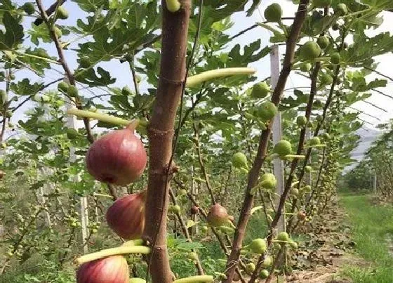 果实成熟|无花果什么时候上市 成熟期在几月份