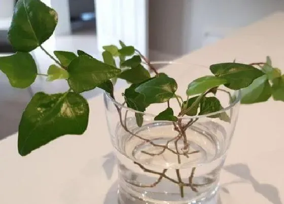 植物繁殖|常春藤扦插繁殖方法和注意事项