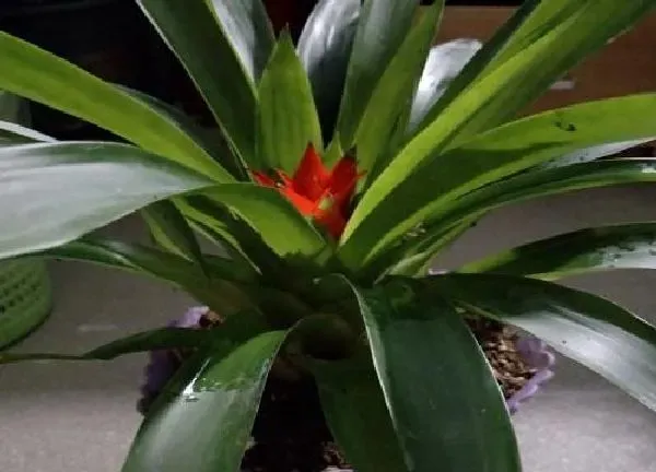 植物移栽|红运当头怎么分株方法