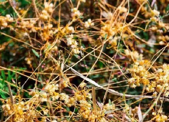 植物百科|菟丝子生长在什么地方