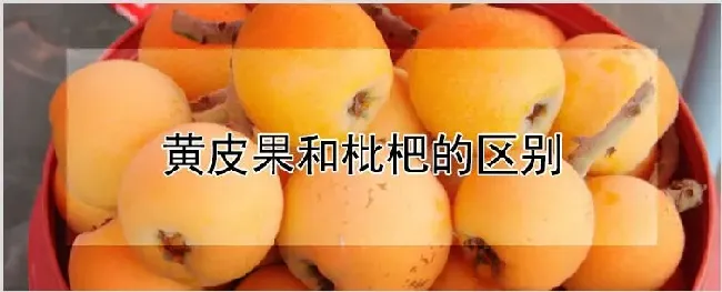 黄皮果和枇杷的区别 | 养殖技术