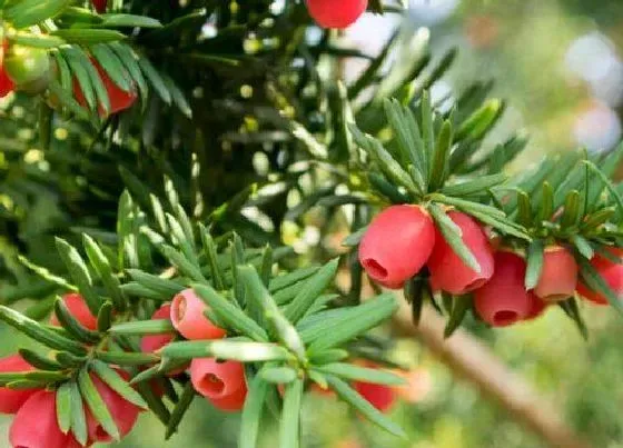 植物百科|红豆杉属于什么植物类型