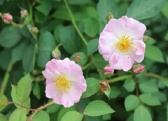 开花时间|粉团蔷薇一年开几次花 花期几月份