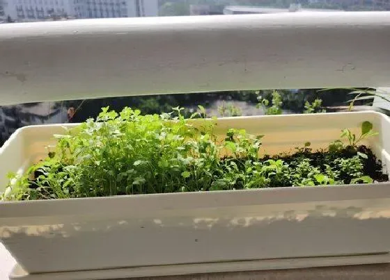 植物育苗|荠菜几天出苗 播种到发芽出苗时间