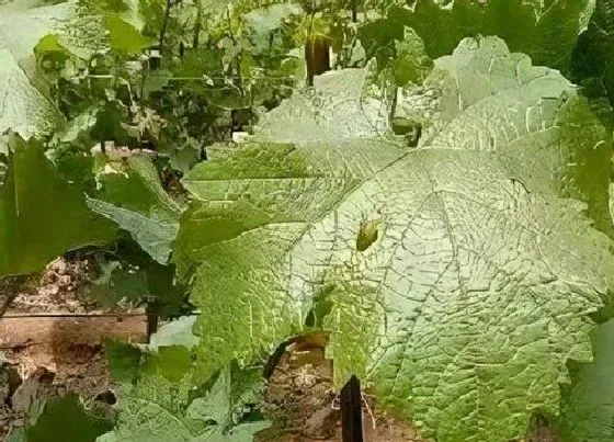 冬天植物|阳光玫瑰葡萄耐寒最低温度（阳光玫瑰冬季对温度的要求）