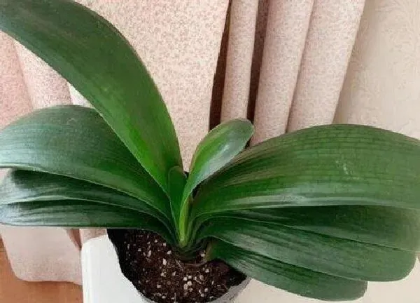 植物浇水|君子兰可以用啤酒浇吗