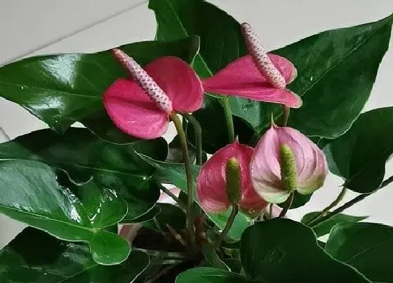花语|粉掌的花语是什么意义
