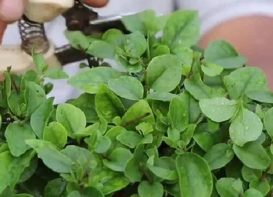 植物修剪|大叶女贞怎么修剪方法