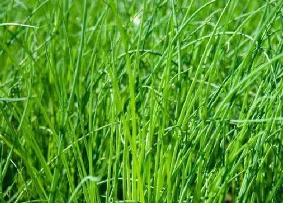 植物排行|什么韭菜品种最好吃 什么样的韭菜好