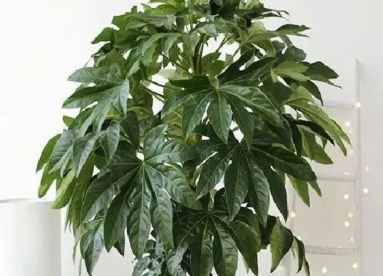 植物百科|八角金盘一年能长多高