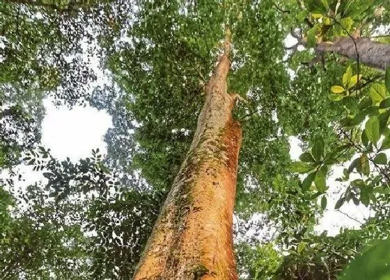 植物种类|菠萝格是什么树 属于什么木种