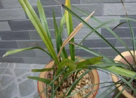 叶子发黄|吊兰花叶子发黄怎么办