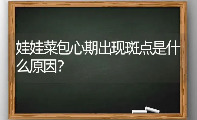 娃娃菜包心期出现斑点是什么原因？ | 蔬菜种植