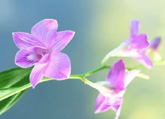 开花时间|铁皮石斛什么时候开花 花期是几月份