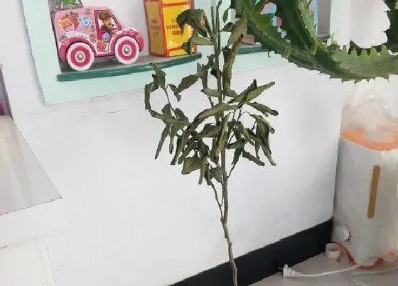 枯枝|柑橘树枯枝怎么办