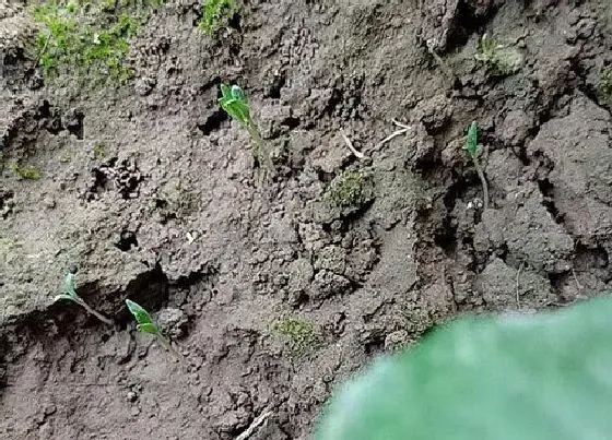 植物播种|害羞草什么时候播种合适