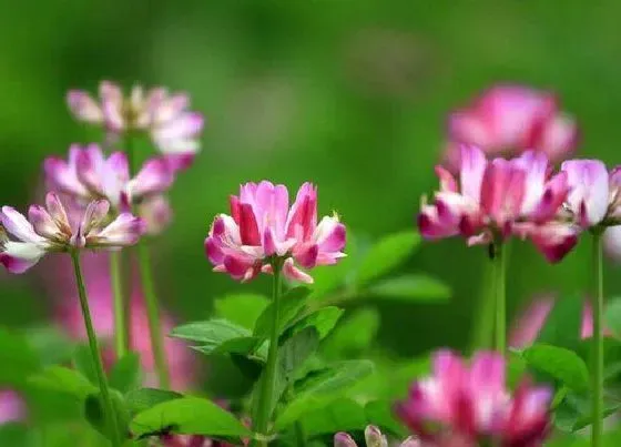 花期|紫云英花期是什么时候