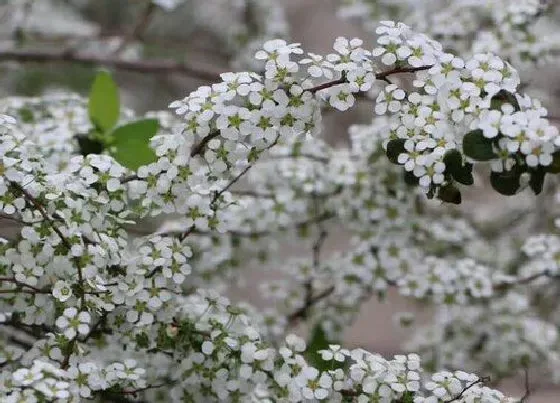 植物寓意|绣线菊亚科代表植物 常见绣线菊品种（图片）