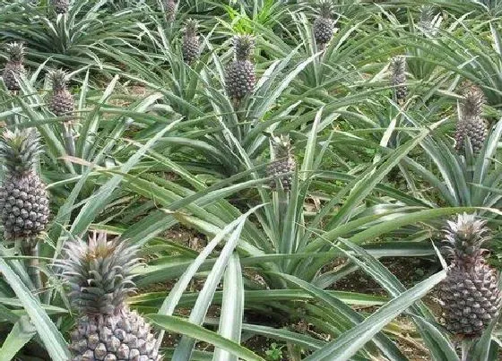 植物百科|波萝生长在什么地方