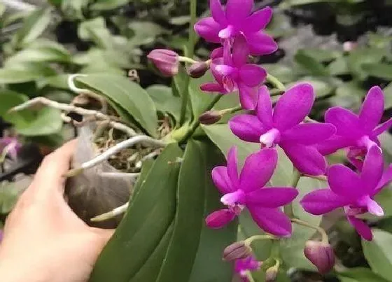 植物百科|蝴蝶兰耐阴吗 耐阴植物