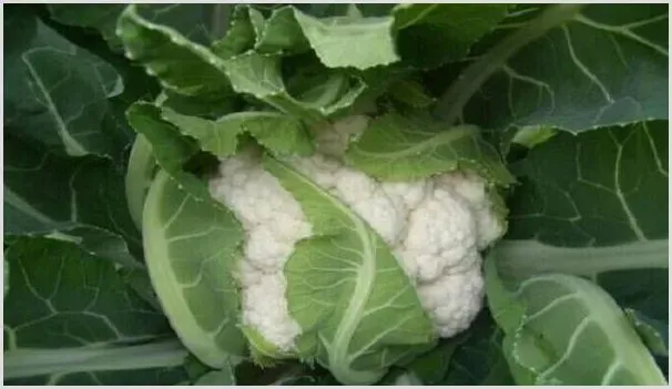 花椰菜出现“散花”怎么办?做好这四点花球紧实不“散花” | 自然知识