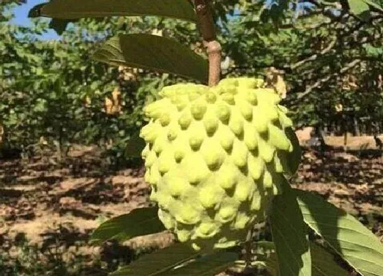 种植方法|释迦怎么种植 种植和管理技术