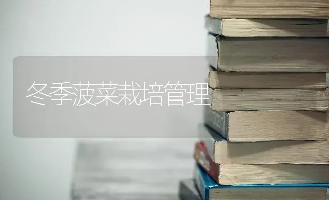 冬季菠菜栽培管理 | 蔬菜种植