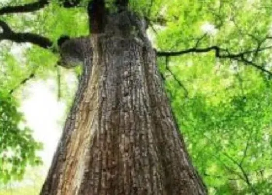 植物种类|菠萝格是什么树 属于什么木种
